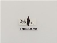 藏品(長錐象鼻蟲科)的圖片